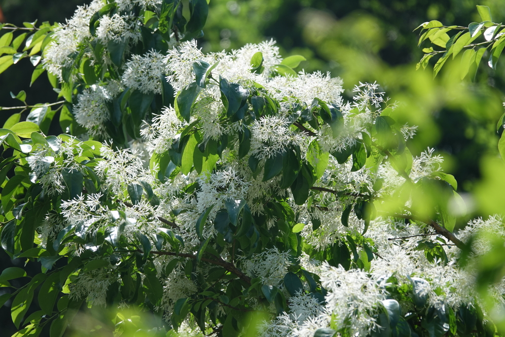 粉雪のような花