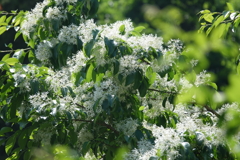 粉雪のような花