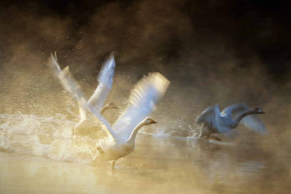 朝の飛び立ち