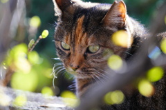野良猫の顔