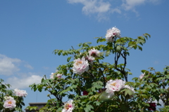 牡丹と青空
