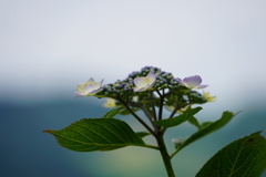 天空の紫陽花２