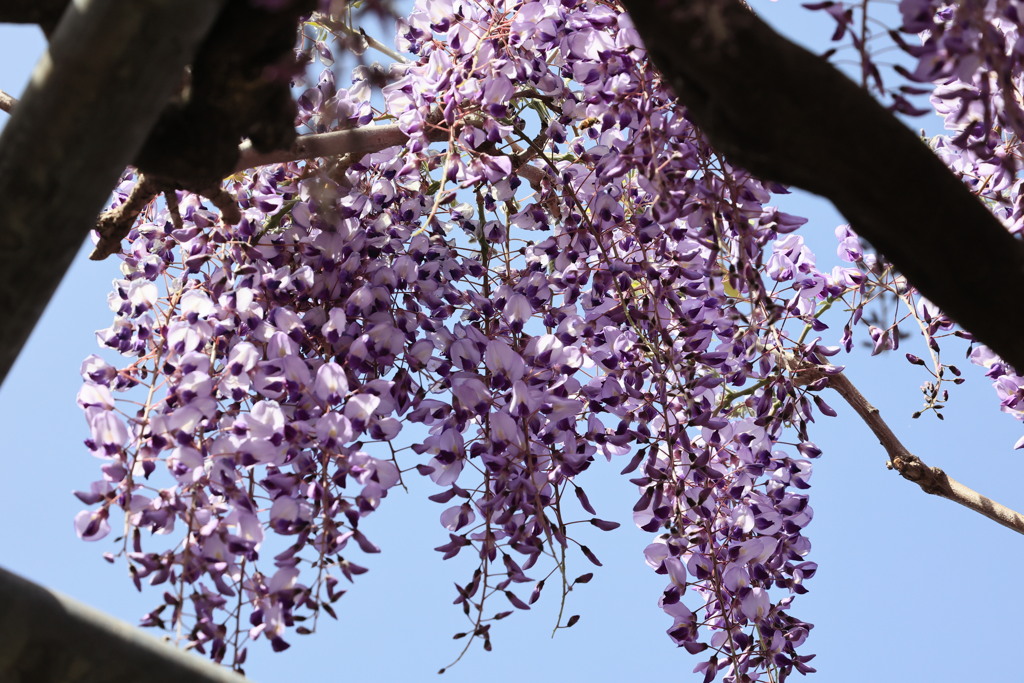 藤の花　１