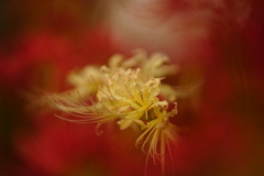 沢山の花の中で