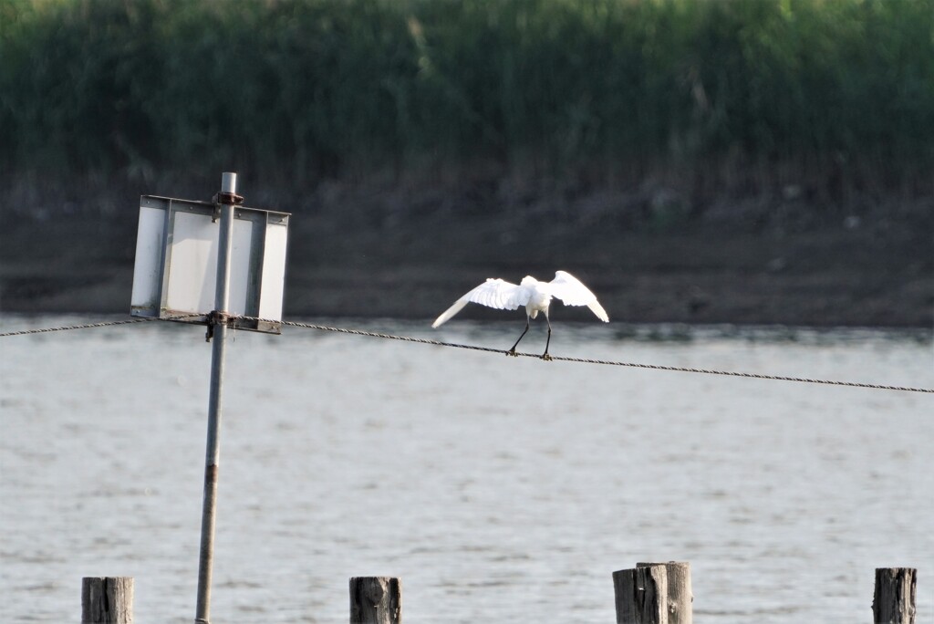 鷺の綱渡り