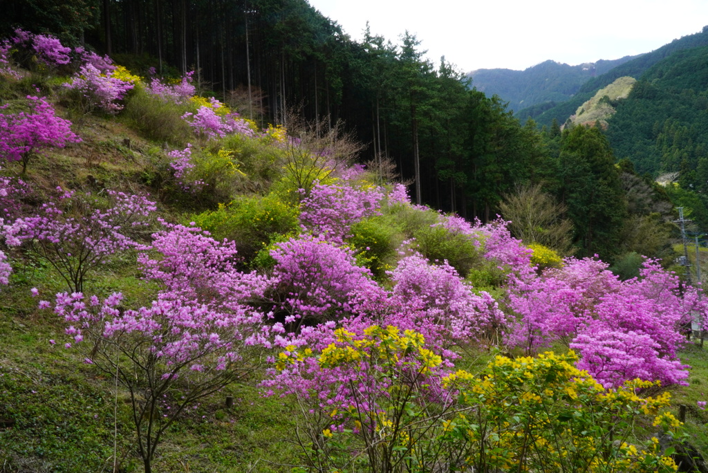 三つ葉つつじ園