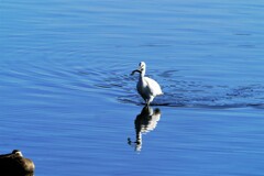 それ・・・食べれませんよ