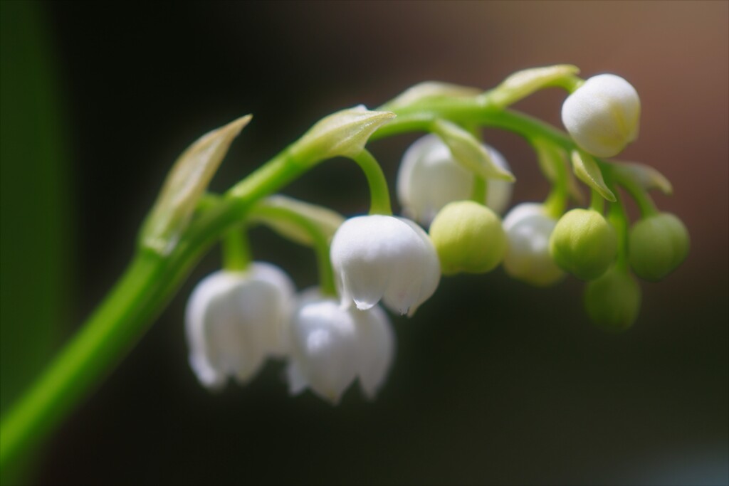 スズランが咲いた