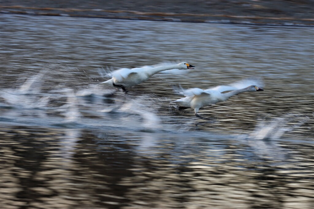 白鳥の流し撮り１