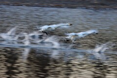 白鳥の流し撮り１