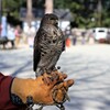ハイ、ポーズ