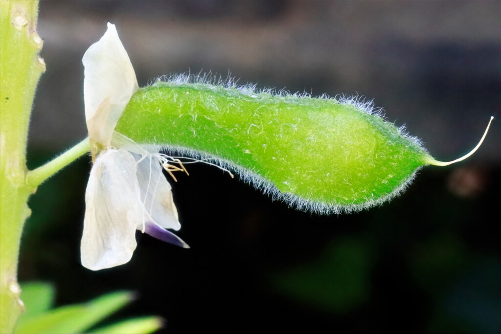 種（ルピナス）