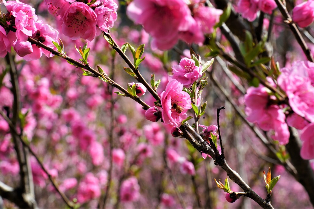 桃の花と蜂