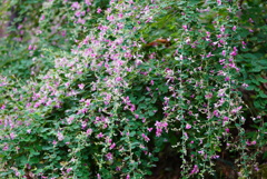 秋の花・萩