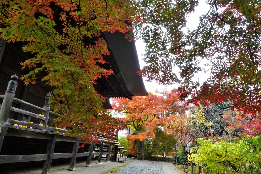 多聞院の紅葉