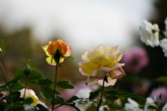 バラが咲いた♪