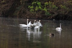飛び立つ瞬間１