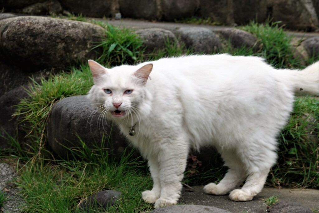 怒り