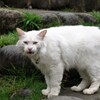 怒り