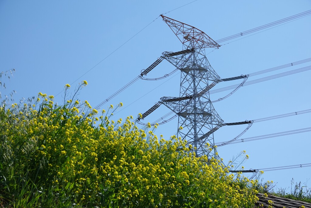 菜の花と鉄塔