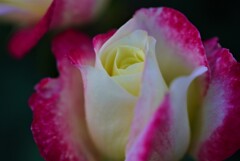 秋薔薇