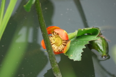 池に咲く花