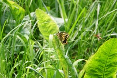 追っかける蜂