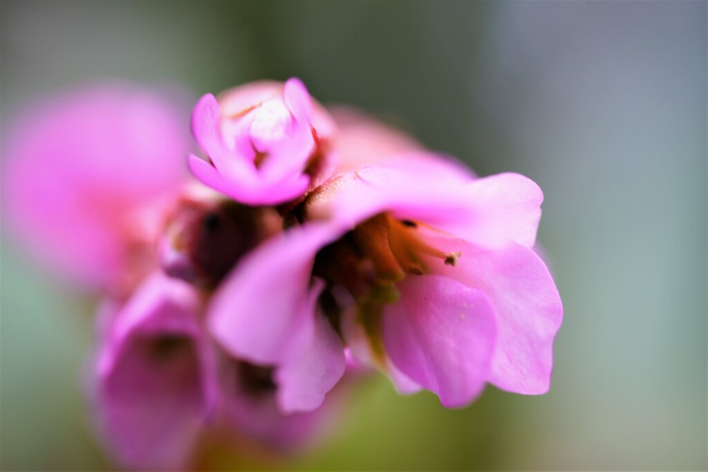 鉢植えの花