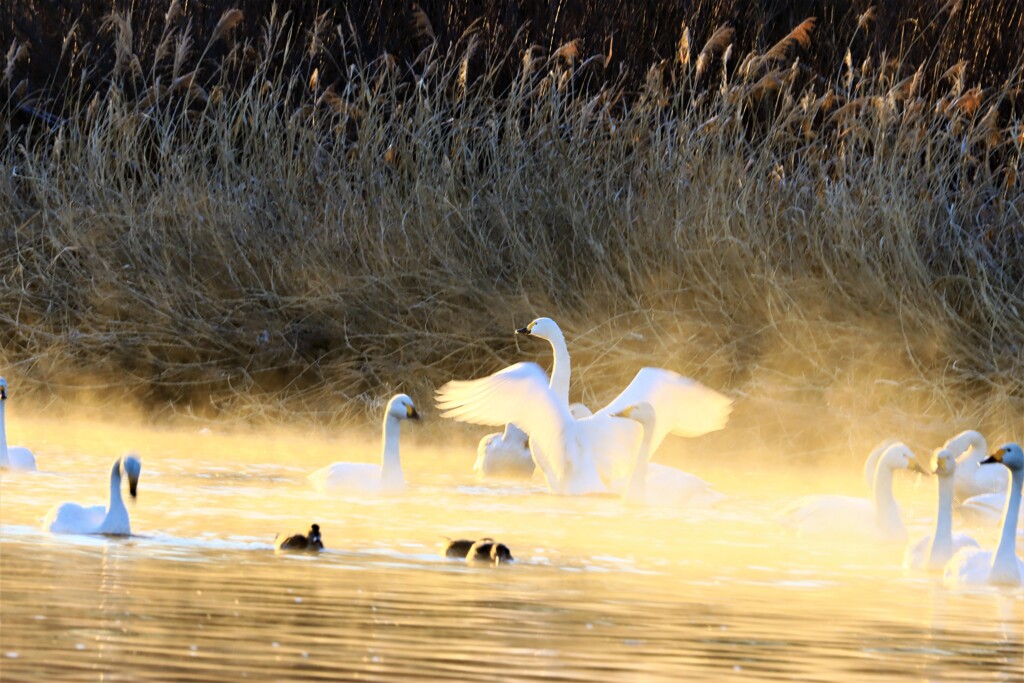 朝の白鳥