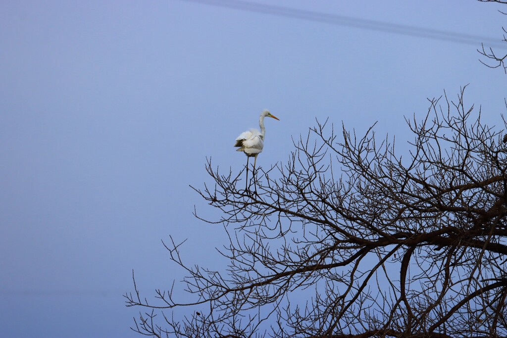 木の上の鷺