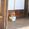 番犬？？