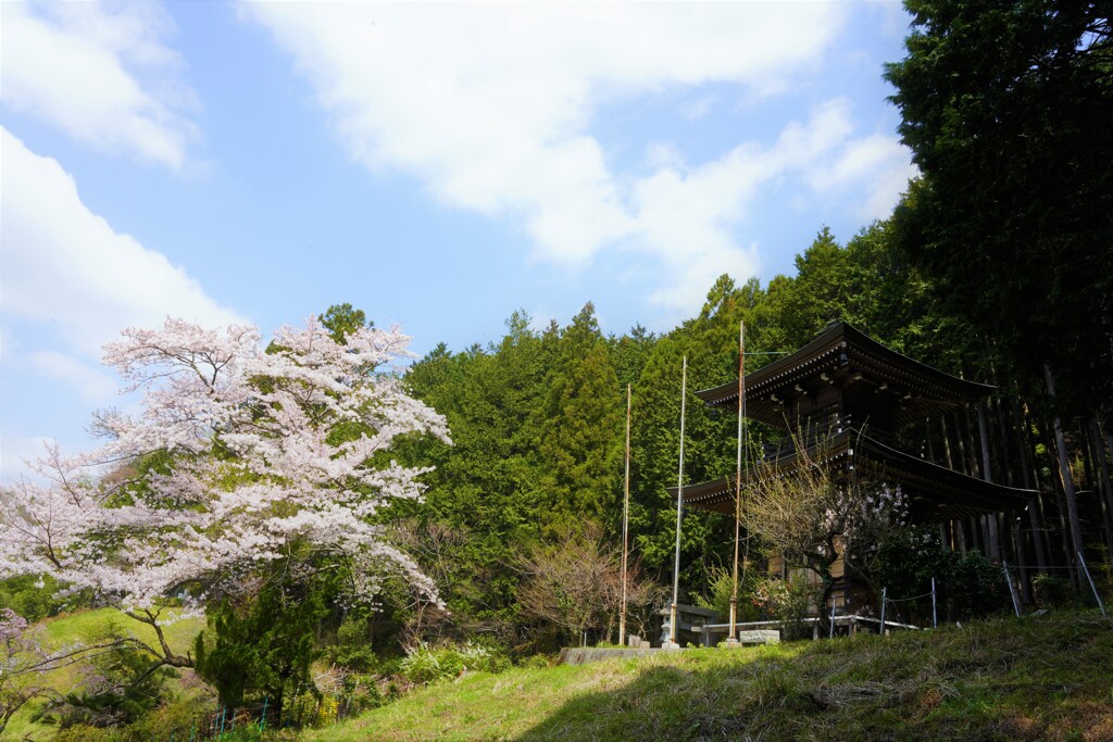 お山にも桜咲く