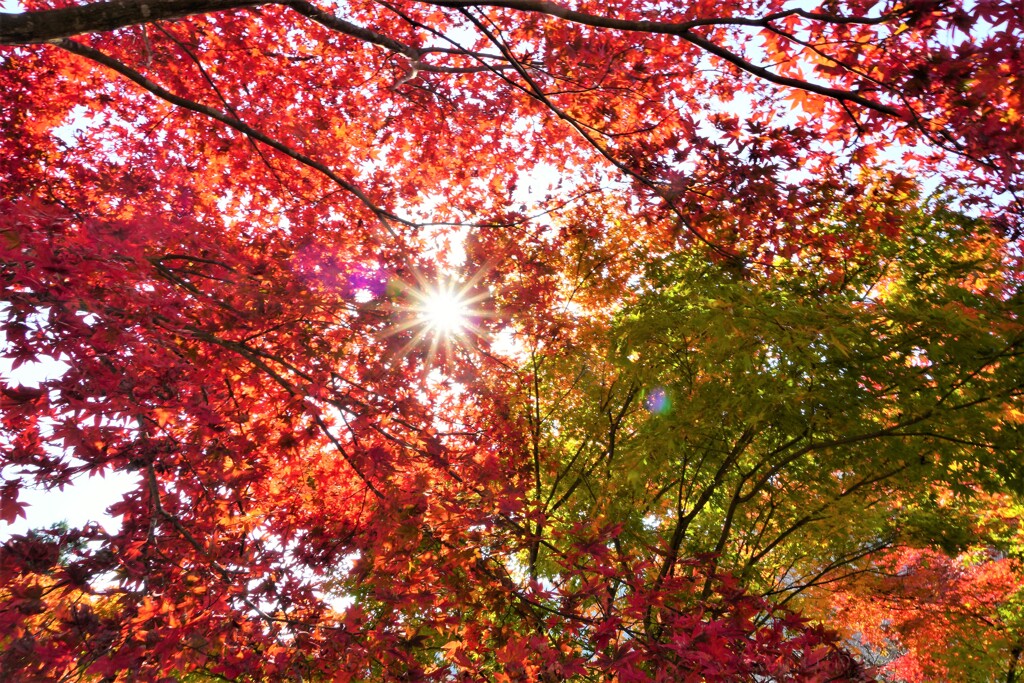 紅葉を見上げれば