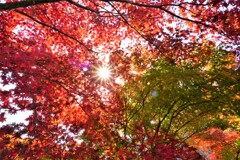 紅葉を見上げれば