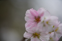 ピンク交じりの十月桜