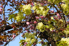 ウコン＆八重桜