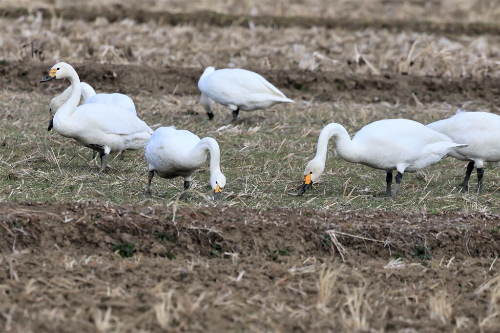 白鳥の食事