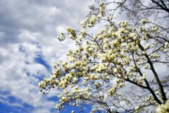 ハクモクレン咲く