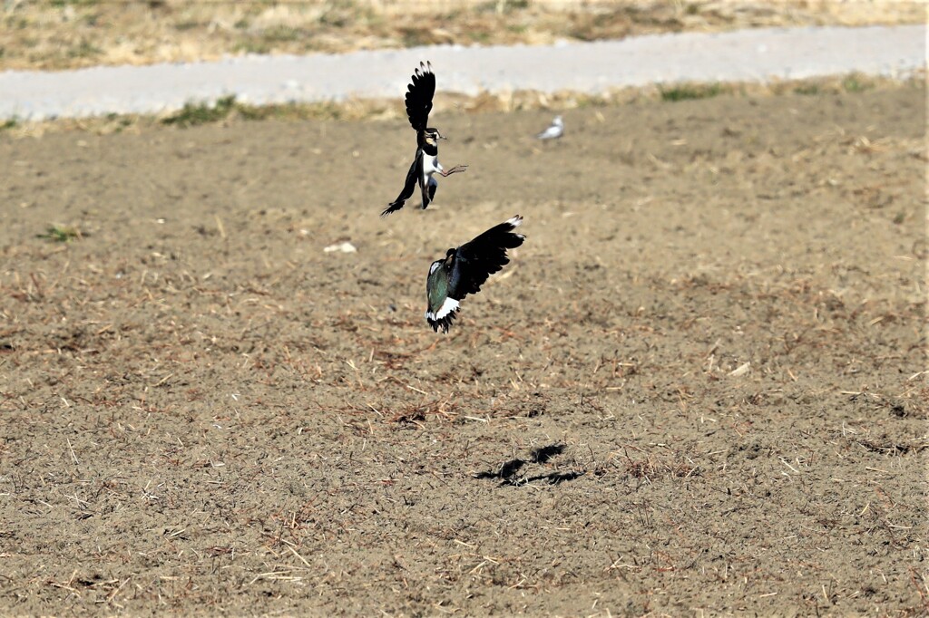 タゲリのバトル？２