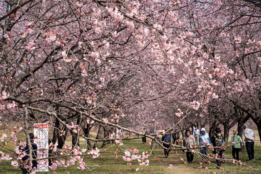 桜咲く