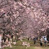 桜咲く
