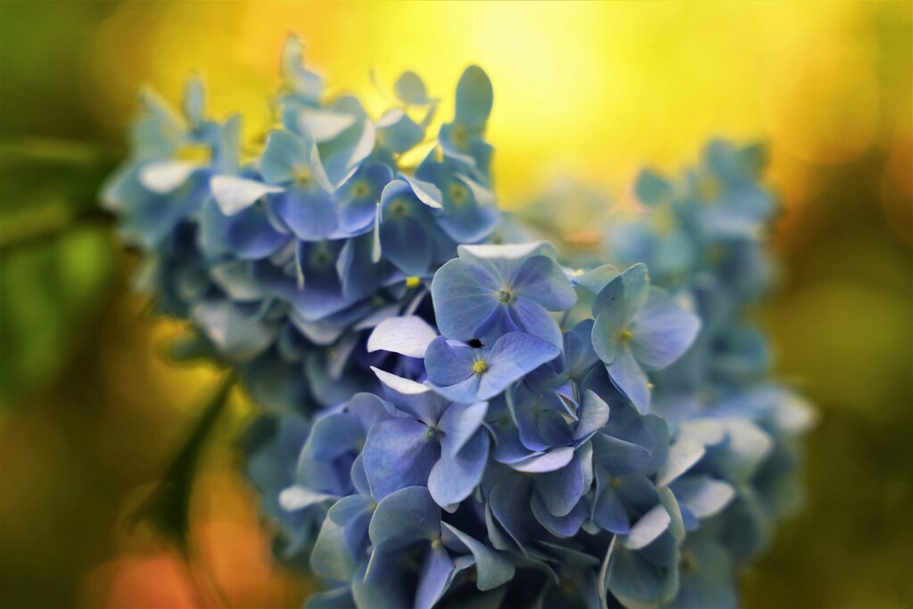 梅雨に向かって咲く