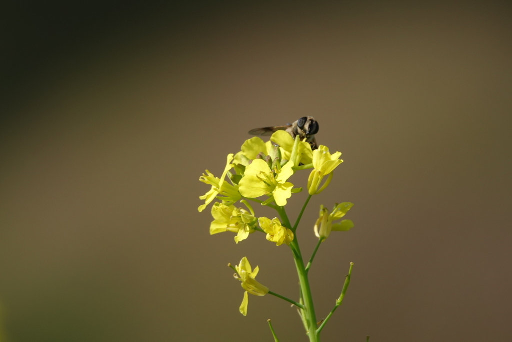 菜の花に・・・