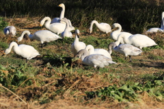 草を食べる白鳥