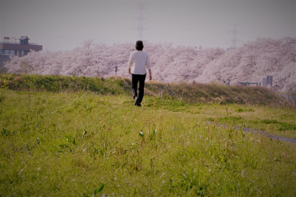 離れて桜を見る