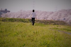 離れて桜を見る