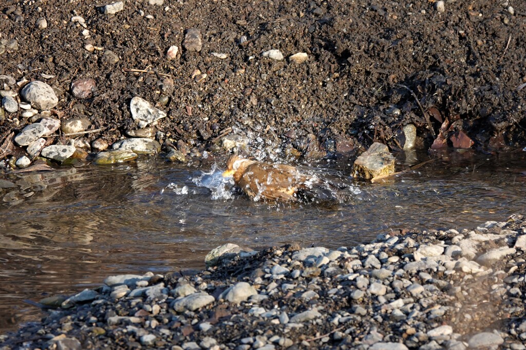 バシャバシャ～