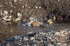 バシャバシャ～