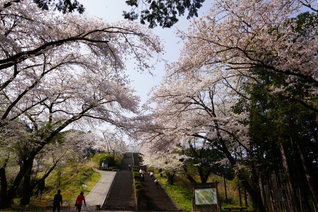 小高い山、無名戦士の桜