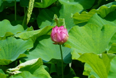 蓮の花が咲いた～